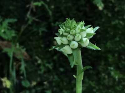 白鶴蘭含苞待放，開花花色潔白，花形像極人型小精靈 (1)(新竹林區管理處提供)